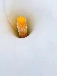 Close-up of yellow flower over white background