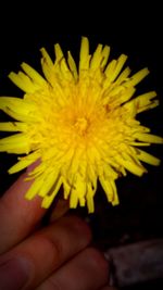 Close-up of hand holding yellow flower