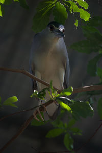 Close-up of bird perching on tree