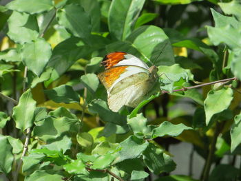 Close-up of butterfly on plant