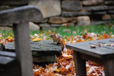 Close-up of squirrel on ground