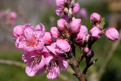 Nectarine tree, prunus persica, close up of the flower head