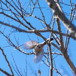 Low angle view of bird flying against sky