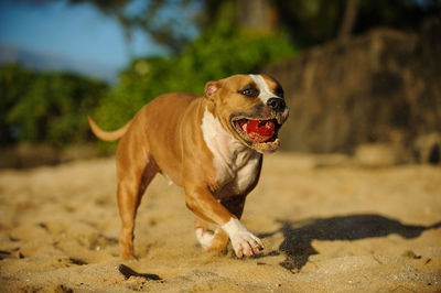 Portrait of dog