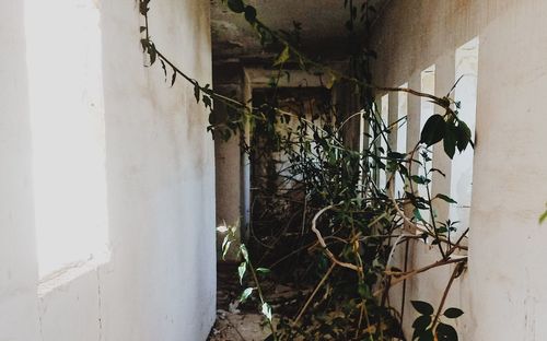 Ivy growing on wall