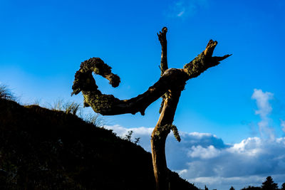 Low angle view of a tree