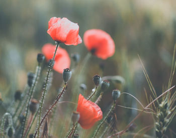 Close-up of red poppies growing on field