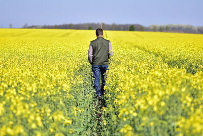 Rear view of man walking by oilseed rape