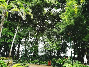 Trees in forest