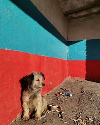 Dog sitting on wall