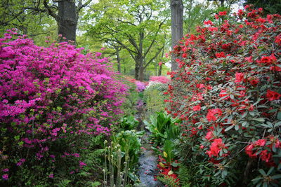 Red flowers in bloom