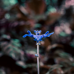 Close-up of purple flowering plant