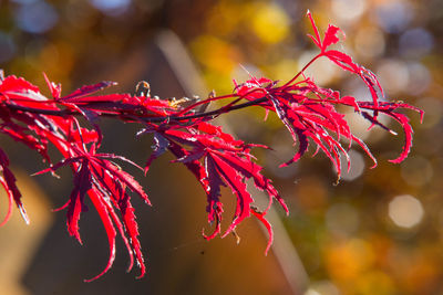 Close-up of red maple leaves on tree