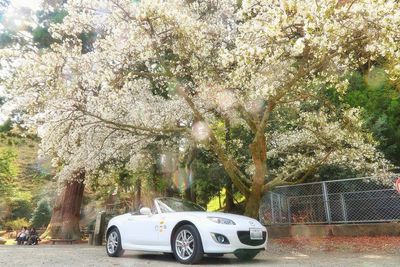 View of cherry blossom from tree