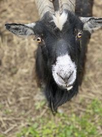 Close-up of goat