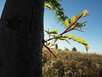 Low angle view of tree growing against sky