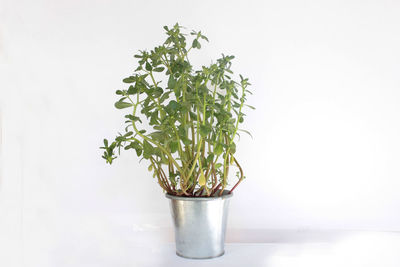 Close-up of plant against white background