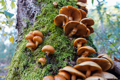 Close-up of mushrooms growing on tree trunk