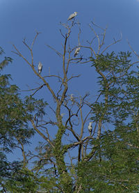 Low angle view of tree against blue sky