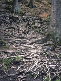 Close-up of tree roots on field