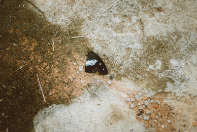 High angle view of insect on wall