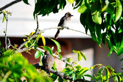 Bird perching on tree