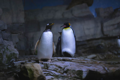 View of penguins on rock