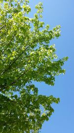 Low angle view of trees