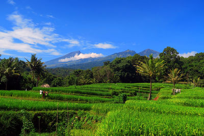 Crops growing on field against blue sky