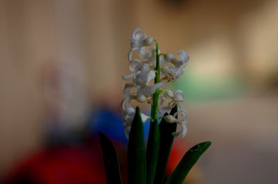 Close-up of flowering plant in vase