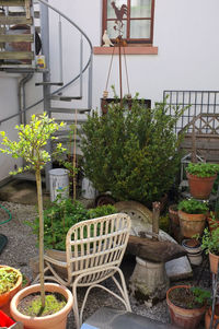 Plants growing in backyard