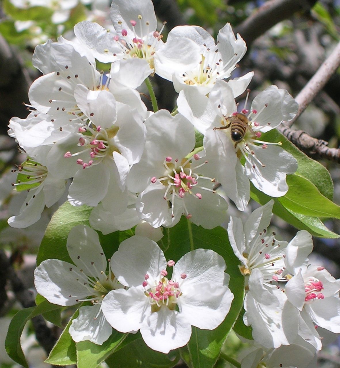 CLOSE-UP OF WHITE BLOSSOM