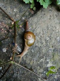 Close-up of snail