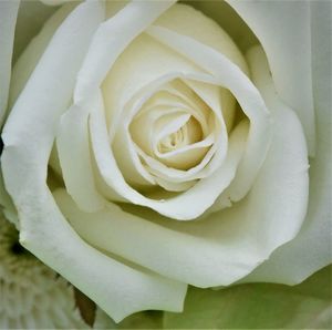 Close-up of white rose