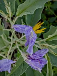 Close-up of purple flowering plant