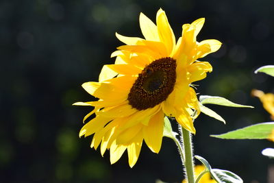 Close-up of bee pollinating on yellow flower