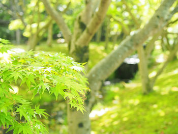 Close-up of fresh green leaf on tree