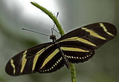 Close-up of butterfly pollinating flower