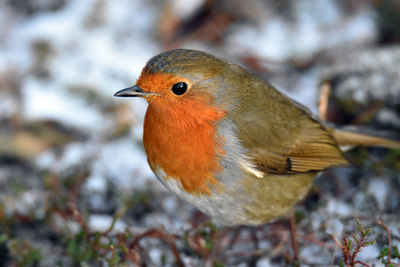 Close-up of robin bird