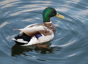 Close-up of duck swimming in lake