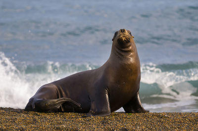 Low angle view of sea lion on rock