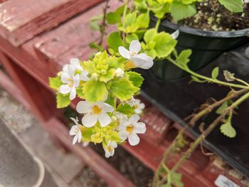 Close-up of flowering plant