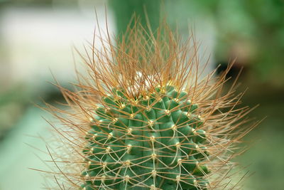 Close-up of cactus growing outdoors