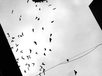 Low angle view of birds flying in sky