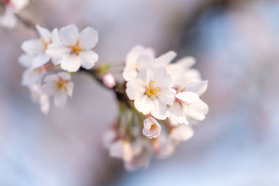 Close-up of white cherry blossom