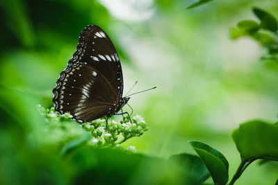 Close-up of black butterfly pollinating on buds