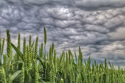 Close-up of fresh green plants on field against sky