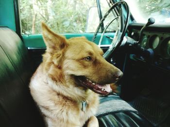 Close-up of dog sitting in pick-up truck