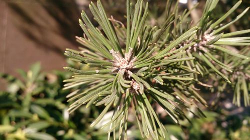 Close-up of flowers against blurred background