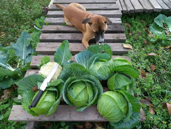 High angle view of a dog